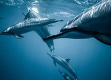 盛世棋牌官网-所有共事过的球员中谁和你最有化学反应？东契奇：欧文